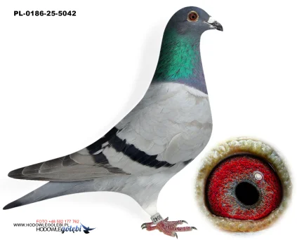 Janusz Glanc PL-0186-25-5042