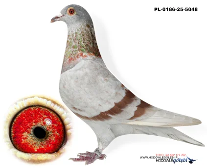 Janusz Glanc PL-0186-25-5048