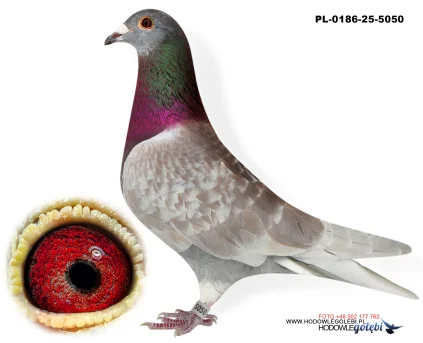 Janusz Glanc PL-0186-25-5050