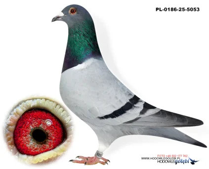 Janusz Glanc PL-0186-25-5053