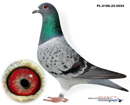 Janusz Glanc PL-0186-25-5054