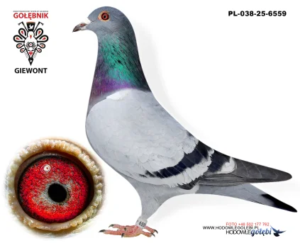 Jacek Drzazgowski PL-038-25-6559