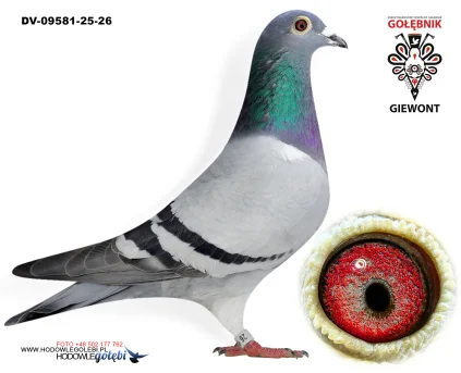 Alin Grumeza DV-09581-25-26