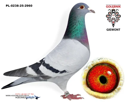 Molek Krzysztof Piotr PL-0238-25-2960