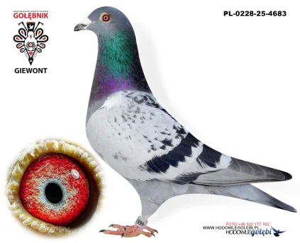 Jerzy Florczak PL-0228-25-4683