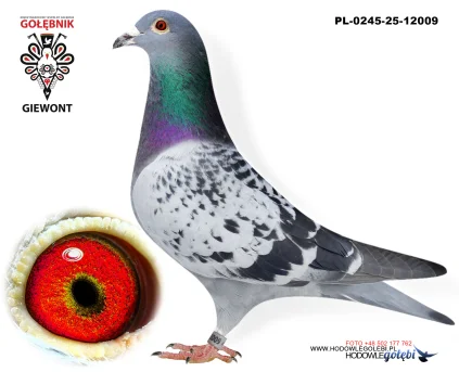 M.Mróz & S.Ludwikowski PL-0245-25-12009