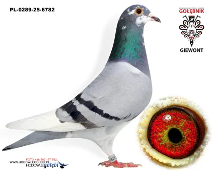 Desperado PL-0289-25-6782