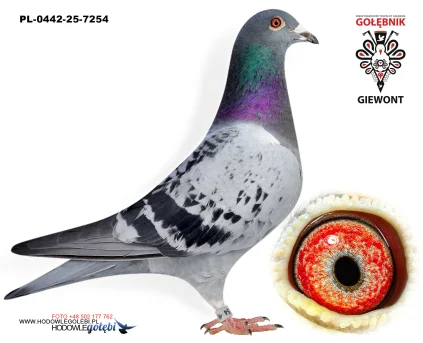 KAPINOS-PRACZ PL-0442-25-7254