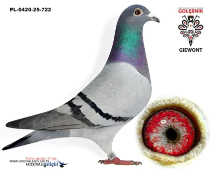 MARIUSZ MADEJCZYK KLARCIA 2 PL-0420-25-722