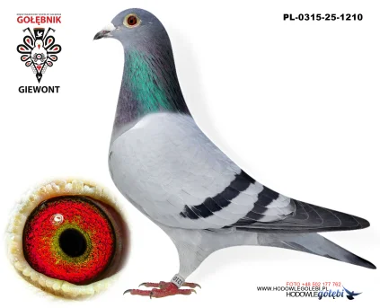 Drzazga - Mucha PL-0315-25-1210