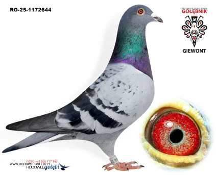 Team Toader - Marius Lungu RO-25-1172644