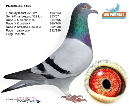 163 m./ FINAŁ Greg Rockets PL-020-25-7120