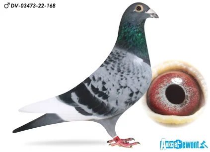 SZYPA  & IDCZAK DV-03473-22-168