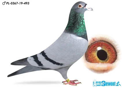 OLYMPIC Team PL-0367-19-493