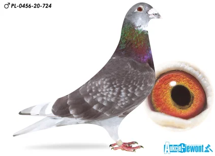 WIESŁAW MIKOŁAJÓW PL-0456-20-724