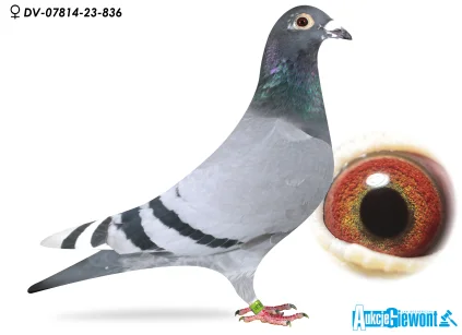 SOTTOR MARKUS DV-07814-23-836