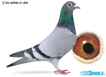 CH. MAZUR DV-04940-21-892