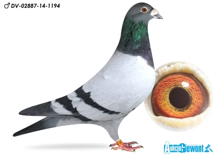 HANS HIRN DV-02887-14-1192