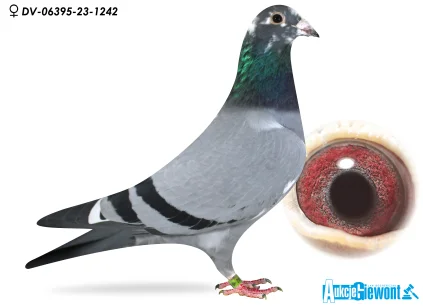 SG ANDREAS & ULLRICH DV-06395-23-1242