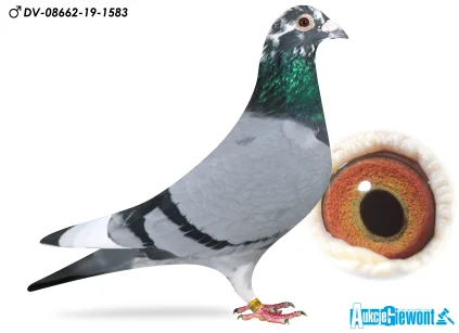 HORST BELLINGER DV-08662-19-1583