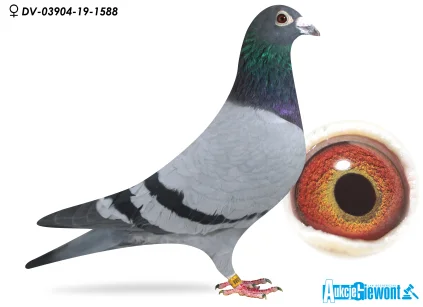 ANDRE KOHLER DV-03904-19-1588