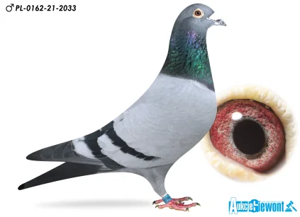 MICHAŁ DROŻDŻ PL-0162-21-2033