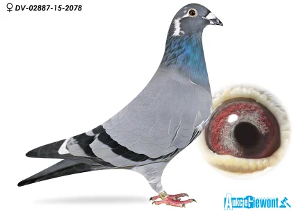 HANS HIRN DV-02887-15-2078