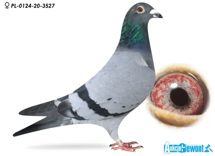 Krystian Kahler PL-0124-20-3527