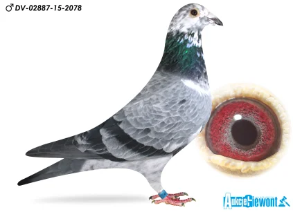 Centrum Hodowlane Europa PL-0455-21-3643