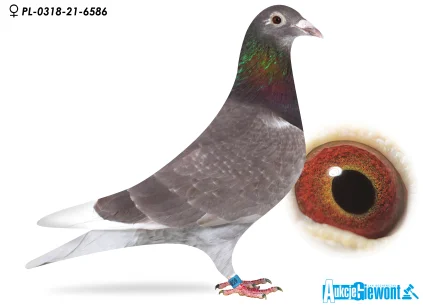 TOMASZ DUDEK  PL-0318-21-6586