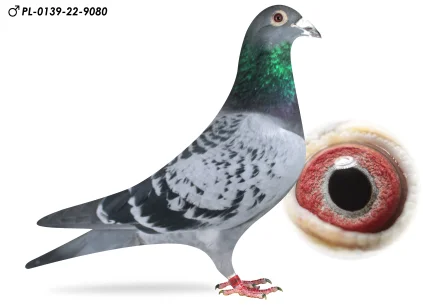 ANDRZEJ I MICHAŁ WIOSNA PL-0139-22-9080