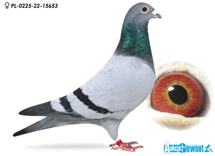 KAMIL KOWARA PL-0225-22-15653