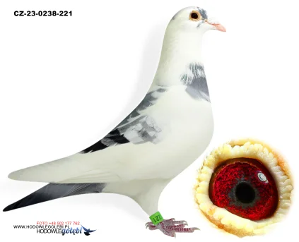 GUSTAW KOCYAN CZ-0238-23-221