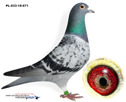 ROBERT MONICA PL-033-18-671