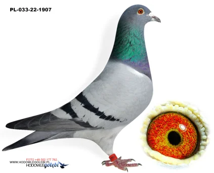 ROBERT MONICA PL-033-22-1907