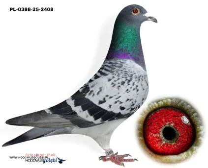 ROBERT MONICA PL-0388-25-2408