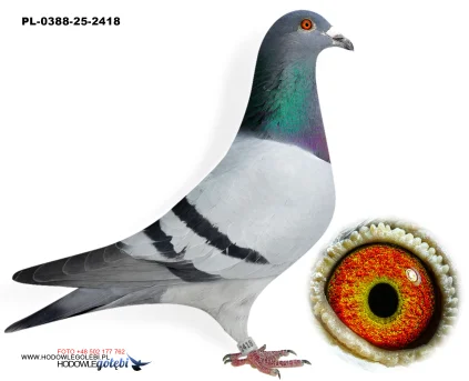 ROBERT MONICA PL-0388-25-2418