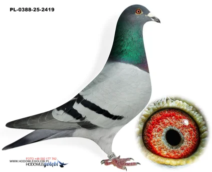 ROBERT MONICA PL-0388-25-2419