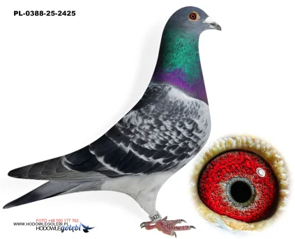 ROBERT MONICA PL-0388-25-2425