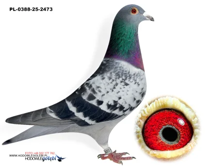 ROBERT MONICA PL-0388-25-2473