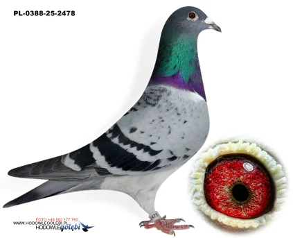 ROBERT MONICA PL-0388-25-2478