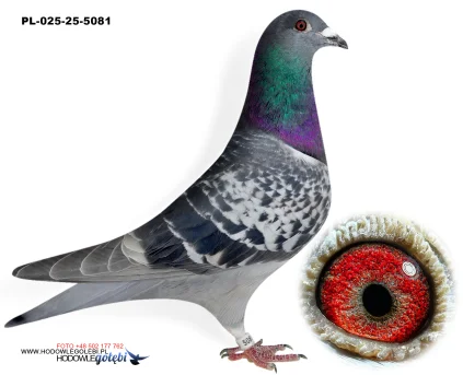 ROBERT MONICA PL-025-25-5081