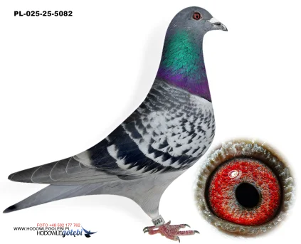 ROBERT MONICA PL-025-25-5082