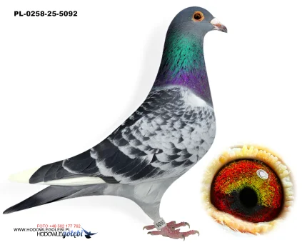 ROBERT MONICA PL-025-25-5092