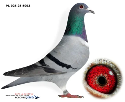 ROBERT MONICA PL-025-25-5093