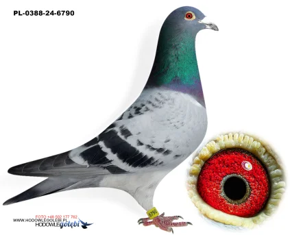 ROBERT MONICA PL-0388-24-6790