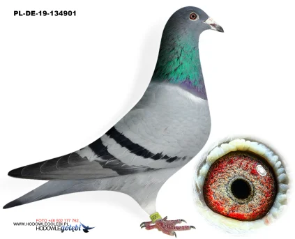 ROBERT MONICA PL-DE-19-134901