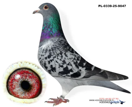 Janusz Glanc PL-0339-25-9047