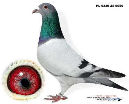 Janusz Glanc PL-0339-25-9060