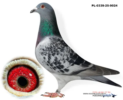 Janusz Glanc PL-0339-25-9024